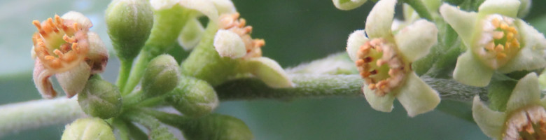 沈香樹の花